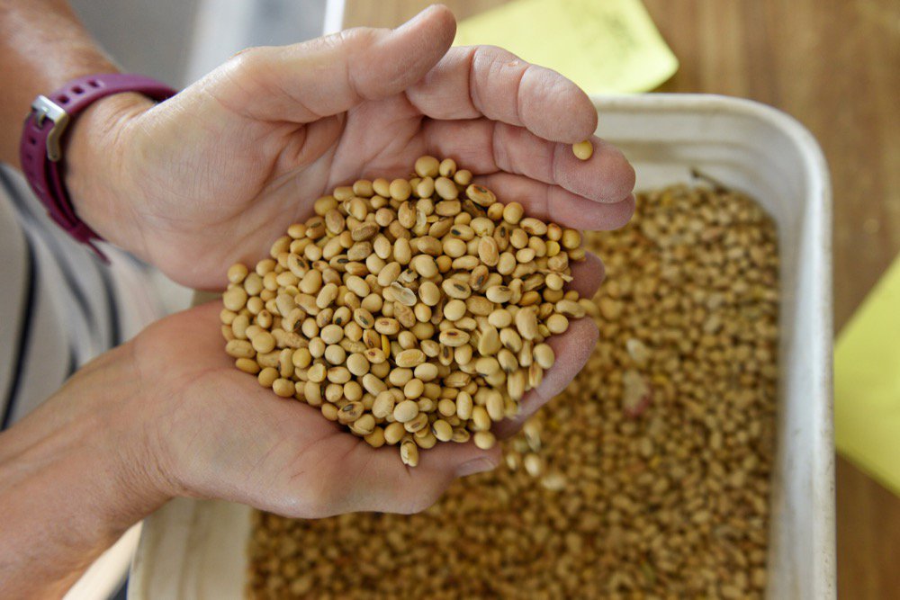 Vanessa Kummer checks the quality of her family farm’s 2018 soybean crops near Colfax, N.D. on Aug. 6, 2019. (Photo: Reuters/Dan Koeck)
