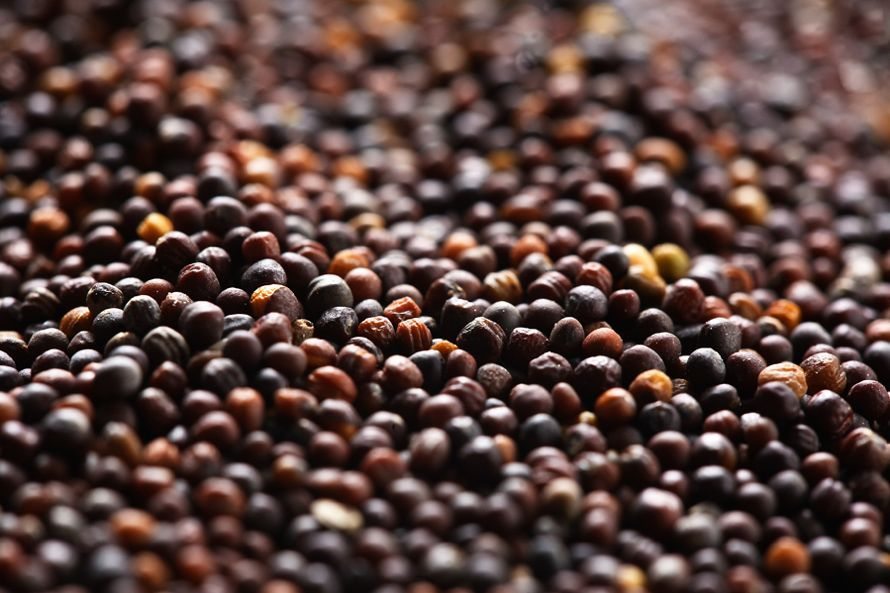(File photo courtesy Canola Council of Canada)
