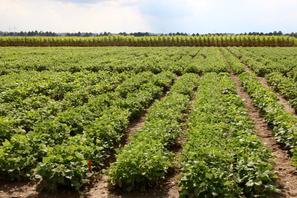 Dry bean trials at the University of Guelph’s Huron Research Station.