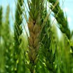 The new mode of action is deigned to specifically combat fusarium in wheat.