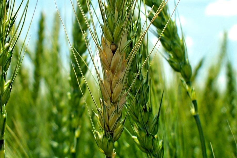 The new mode of action is deigned to specifically combat fusarium in wheat.