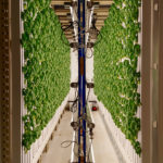 The production system at back40growers employs towers to grow herbs.