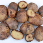 Late blight can effect all areas of a potato; leaves, stem and tubers.