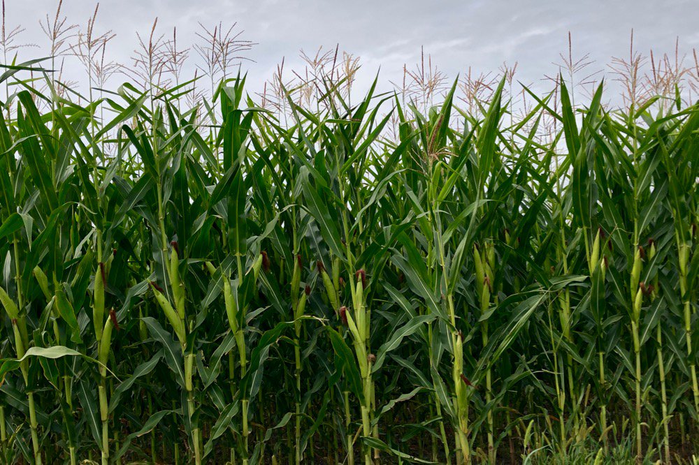 A corn crop west of Grunthal, Man. on Aug. 17, 2019. (Dave Bedard photo)

