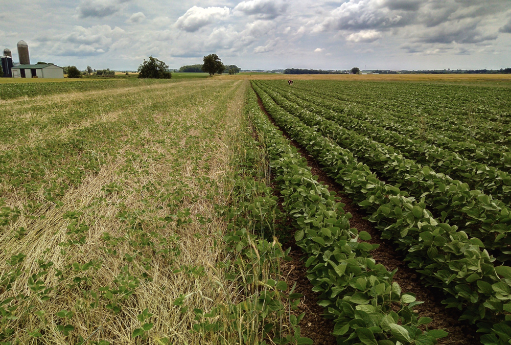 At the Israel family’s Drayton-area organic farm, delayed maturity of the rye meant that roller-crimping had to occur in early July, well after the emergence of the soybeans. A side-by-side comparison on July 22 showed the soybeans were delayed, but had come through the mat of rye in good health. 