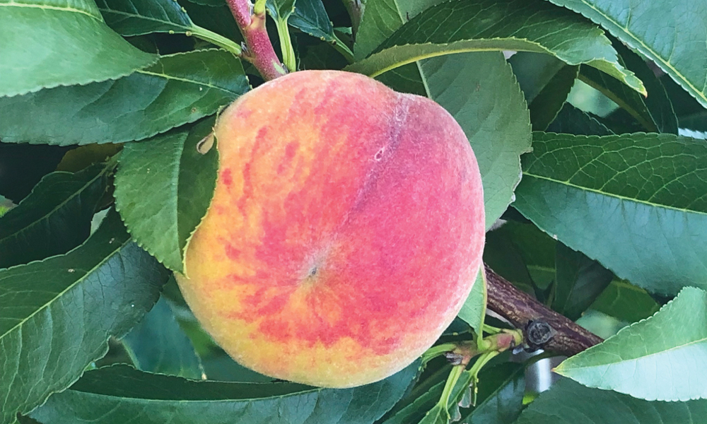 New Tender Fruit Varieties Are Just Peachy Farmtario 