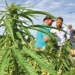 Canada’s hemp industry is now focused on the top part of the plant, the flower, leaves and other tissues, which contains CBD. Most of the hemp producers in Canada are looking for ways to efficiently harvest the plant tissue, so processors can extract CBD and sell it to consumers.