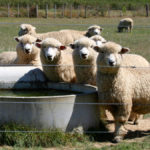 Ontario Sheep Farmers will use Dr. Debra Stark’s expertise as needed to help deal with industry issues.
