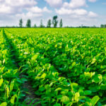 Soybean maturity is extremely variable across Ontario this year.