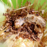 Western bean cutworms cause damage to corn and other crops.