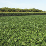 Ontario soybean crops have been most affected by current trade disputes, but as it isn’t directly targeted by China, it’s harder to get government attention.