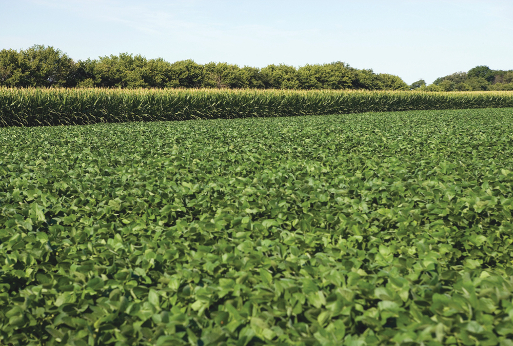 Ontario soybean crops have been most affected by current trade disputes, but as it isn’t directly targeted by China, it’s harder to get government attention.