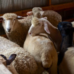 Sheep farmers around the world have many farming challenges in common.