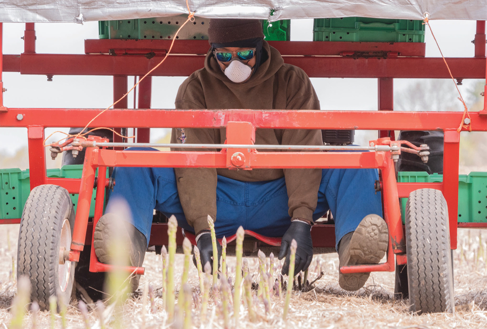 Workers use the O2 Canada mask while harvesting asparagus.