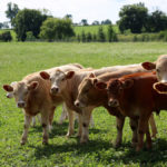 Cattle are also at risk from diseases carried by ticks, which are expanding their range.