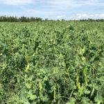 File photo of a pea crop south of Ethelton, Sask. on Aug. 1, 2019. (Dave Bedard photo)