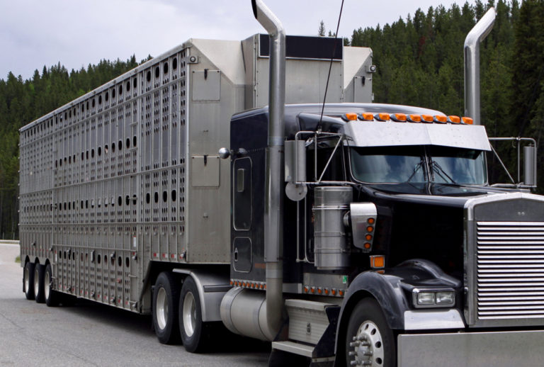Trucking group still looking for clarification on new livestock