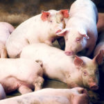 American cases of Senecavirus have started with scours in younger pigs, but in Ontario the cases were first found in sow barns.