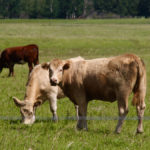 American researchers say there are benefits to taking cattle off pasture in early September.