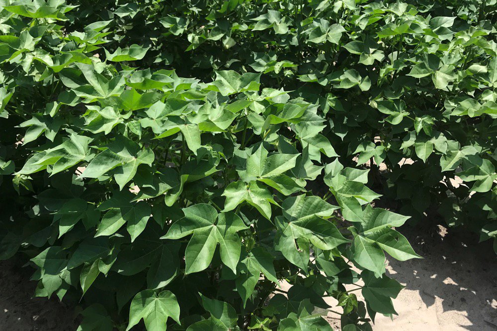 Genetically modified cotton plants with an edible cottonseed trait are seen growing near Belvidere in northeastern North Carolina. (Texas A+M University handout via Reuters)
