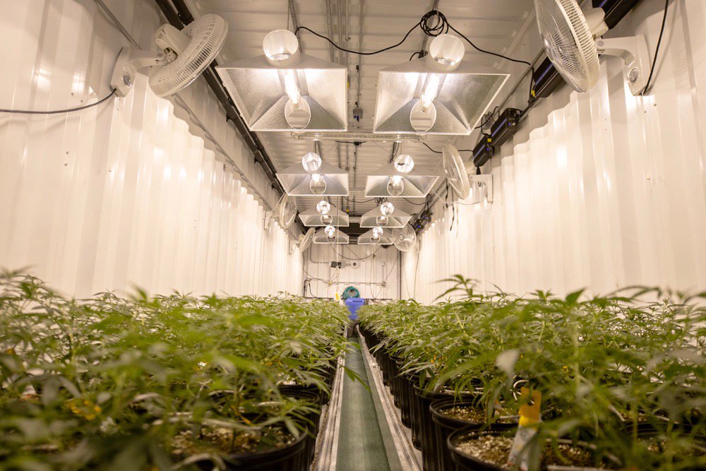 File photo of medical cannabis in production. (FatCamera/iStock/Getty Images)
