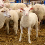 Production insurance could help stabilize farmer incomes, according to Ontario Sheep Farmers.