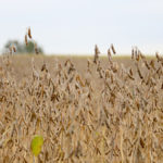 Most soybeans in the province are reaching maturity and harvest is well underway in many areas.