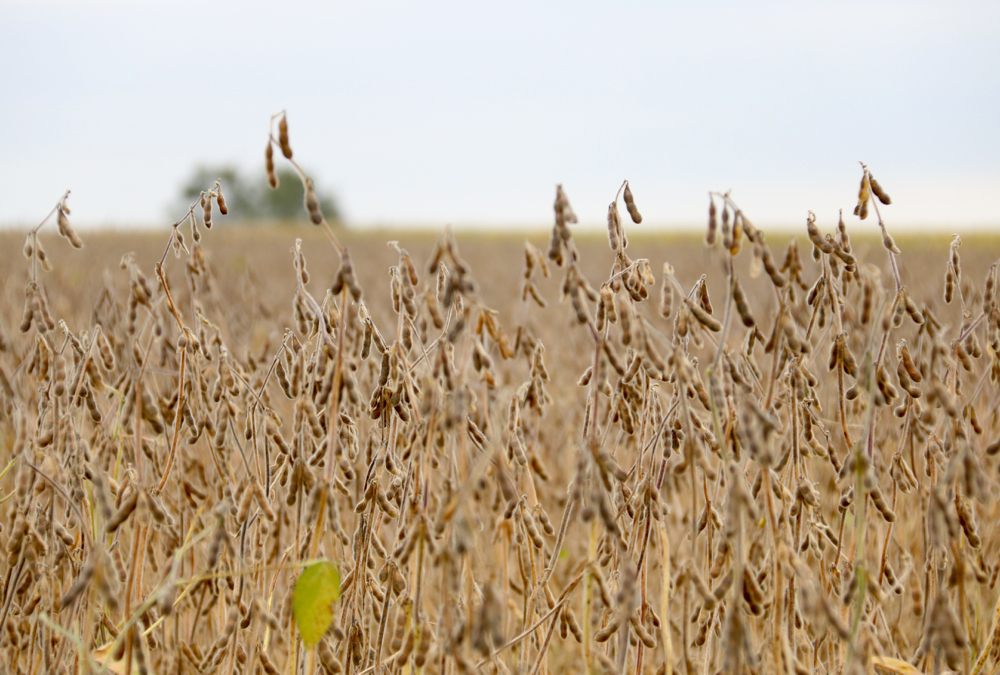 Most soybeans in the province are reaching maturity and harvest is well underway in many areas. 
