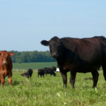 There is significant capacity to raise more cattle in Northern Ontario and a new beef processing plant could help encourage that development.