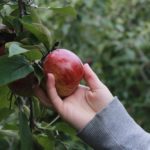 File photo of apple picking in a Quebec orchard. (Noah Burger/iStock/Getty Images)