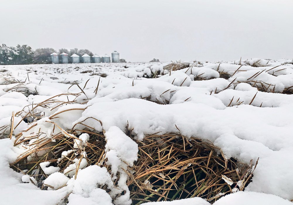 Excessive amounts of fall moisture in the form of rain and snow has practically ensured that grain drying will be necessary for any remaining crops to be harvested.  Photo: File

