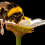 Using a system called bee vectoring, the insects will deliver a fungus called Clonostachys rosea to prevent disease in a wide variety of crops.