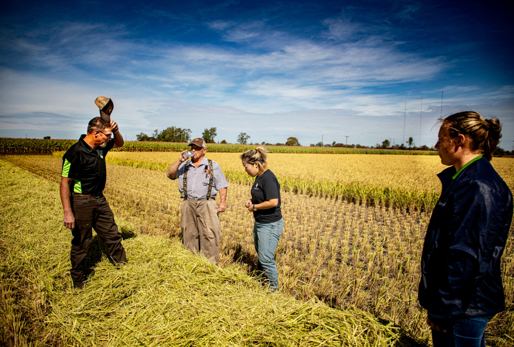 Jim Hawkins and Andy Velle, left, completed the custom harvesting of the one rice field. They look at the rice straw with Wendy Zhang, centre, project and farm manager, with Sydney Boersma, of the University of Guelph’s Ridgetown campus looking on, right.