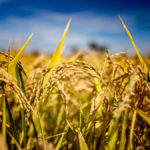 The mature rice plants in the field ready for harvest.
