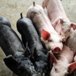 Piglets at a hog operation in China. The U.S.-China trade war and the impact of African swine fever are taking their toll on Bunge’s agribusiness earnings. Photo: KuLouKu/iStock/Getty Images