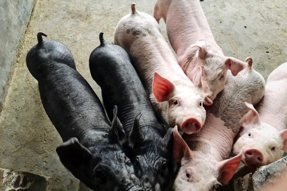 Piglets at a hog operation in China. The U.S.-China trade war and the impact of African swine fever are taking their toll on Bunge’s agribusiness earnings. Photo: KuLouKu/iStock/Getty Images
