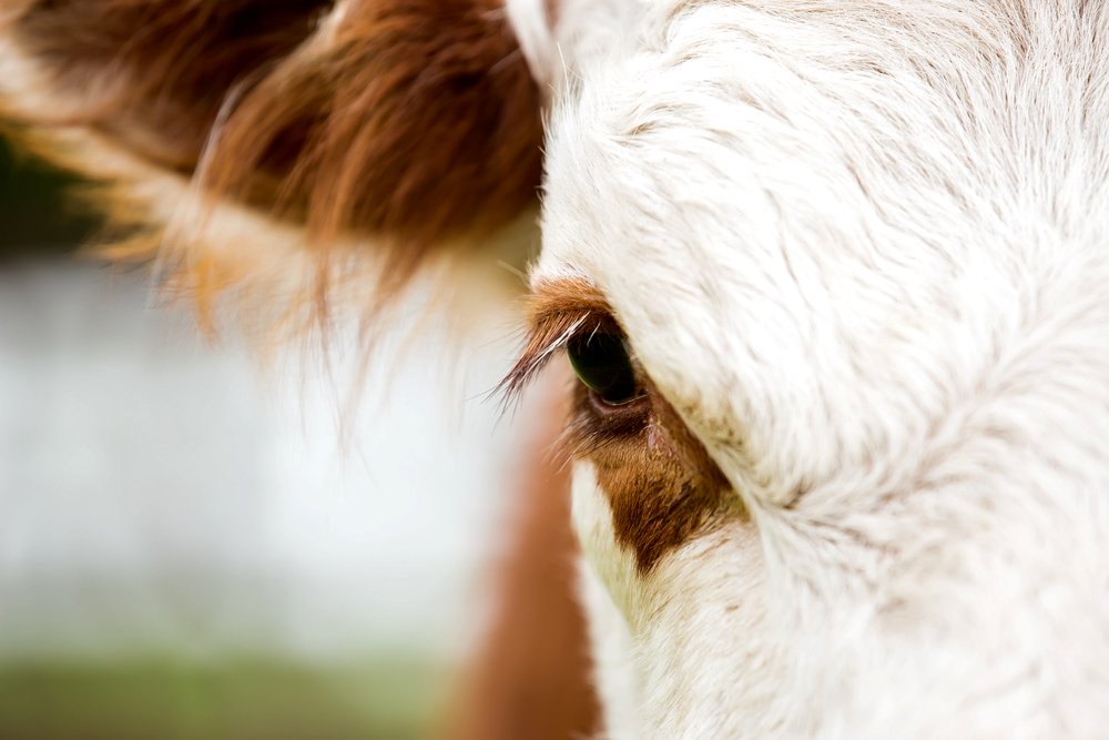 Photo: iStock/Getty Images
