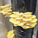 Golden oyster mushrooms are among the many varieties of gourmet mushrooms grown in Canada.