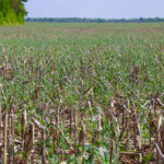 University of Guelph research showed there was significantly less leaching of nitrate in a trial where cover crops were grown.