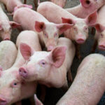 Vietnam study tour aims to strengthen swine fever strategy