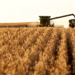 Soybean harvest is well underway in Ontario.