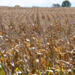 Western Bean Cutworm continues to expand in corn across Ontario and into Quebec and the Maritimes.