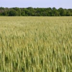 Winter wheat was challenging to grow this past year, but quality was decent.