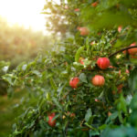 Apples are one of the first crops that will have benchmarking information available.