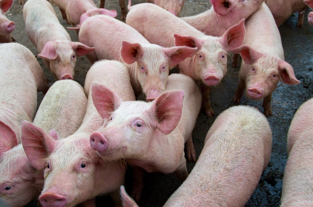 U.S. pork exports have jumped as hog processors vie for business in China where African swine fever has devastated hog herds. Though not harmful to humans, the disease is deadly to pigs and there is no vaccine available