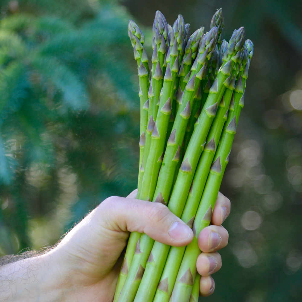 The Millennium variety now accounts for 95 per cent of Ontario’s asparagus crop.