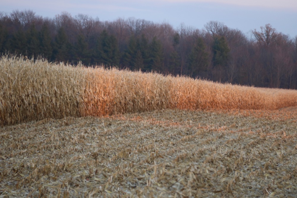 The harvesting of the rest of the Ontario corn crop could be held up by the CN strike, especially in eastern Ontario.