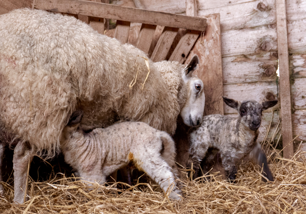 Too little floor space for ewes and lambs may be causing increased occurrences of mastitis. Photo: 