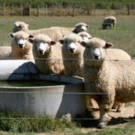 The value of having two national sheep organizations continues to be discussed in the sector.