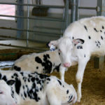Colostrum feeding regimen can determine an calf productivity throughout her life.